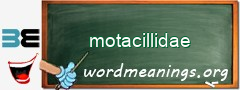 WordMeaning blackboard for motacillidae